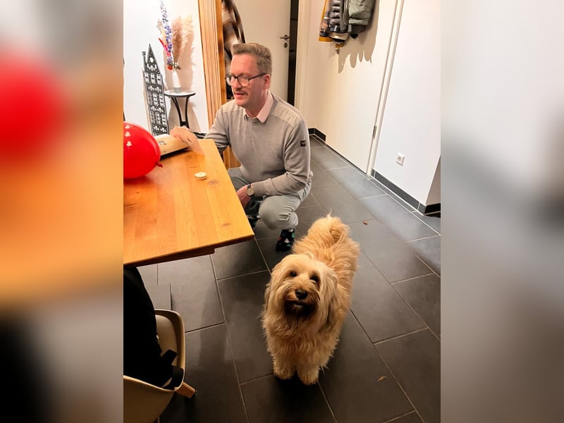 Prachtvoller Tibet Terrier (5 J.) mit Papieren als Deckrüde verfügbar