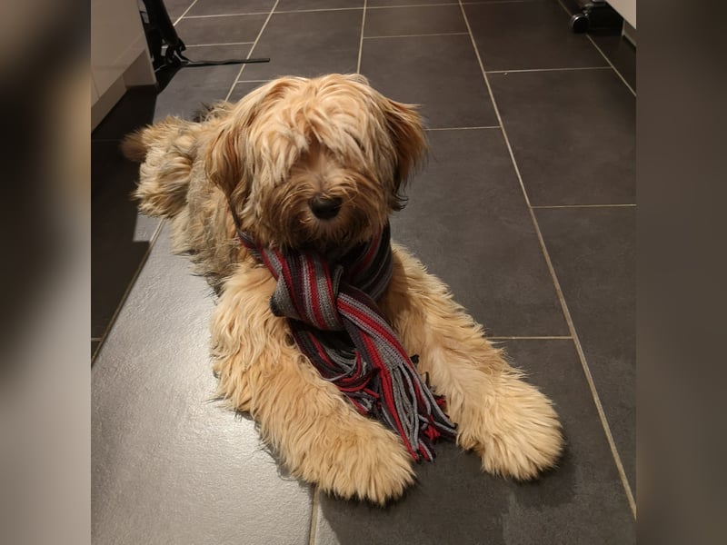 Prachtvoller Tibet Terrier (5 J.) mit Papieren als Deckrüde verfügbar