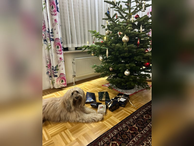 Prachtvoller Tibet Terrier (5 J.) mit Papieren als Deckrüde verfügbar