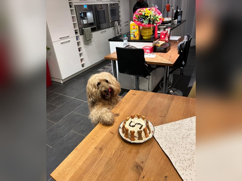 Prachtvoller Tibet Terrier (5 J.) mit Papieren als Deckrüde verfügbar