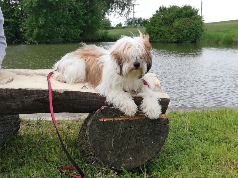 Zwei Tibet Terrier Rüden suchen ein liebevolles Zuhause