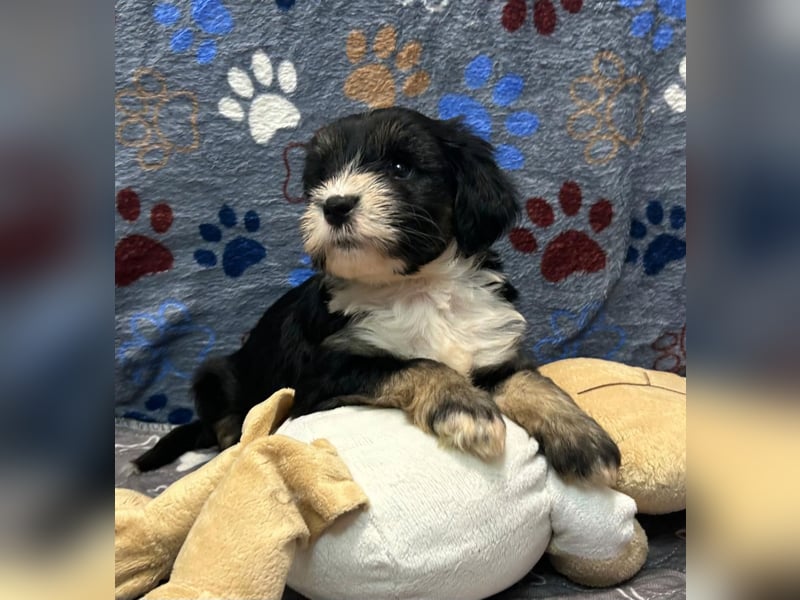 Tibet Terrier Welpen