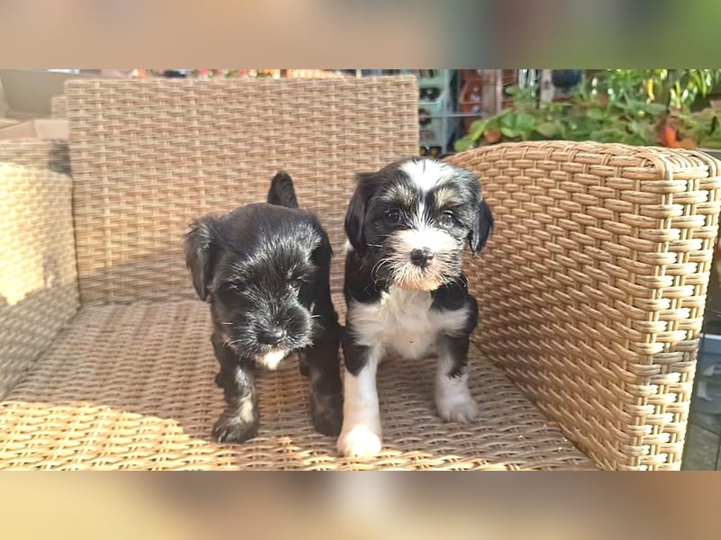 Tibet Terrier Welpen