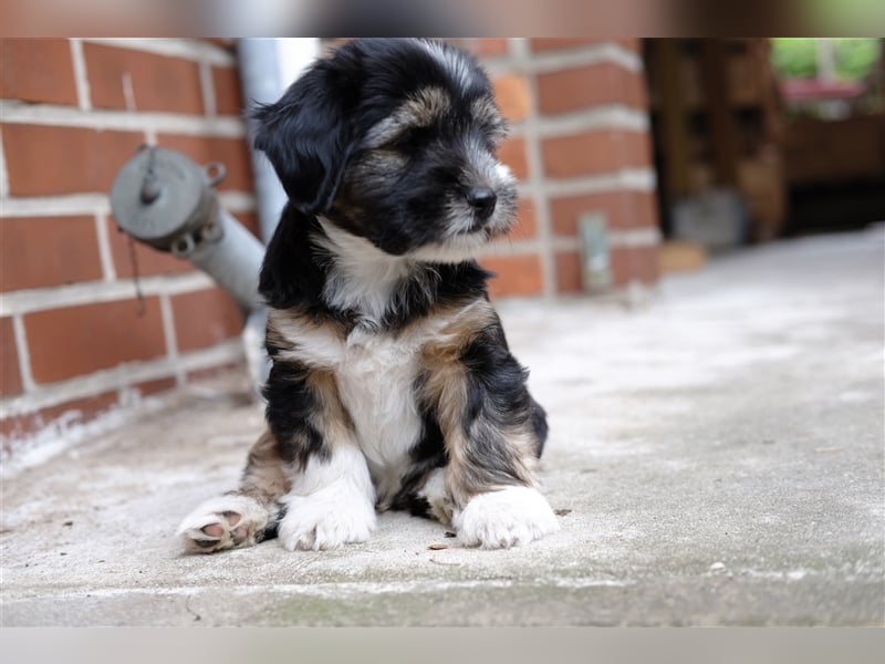 Tibet Terrier Welpen, VDH Papiere, zobel und tricolor