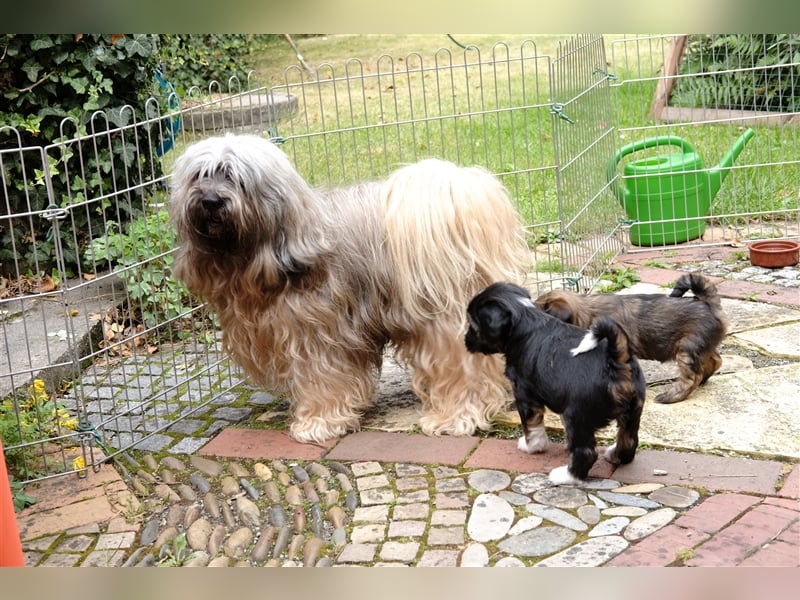 Tibet Terrier Welpen, VDH Papiere, zobel und tricolor