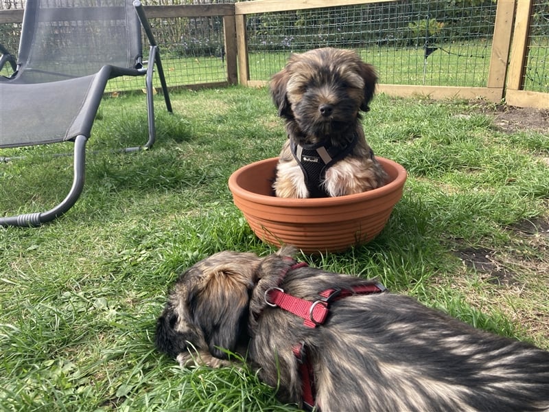 Tibet Terrier-Hündin, VDH, zobel, geb. 28.7.24