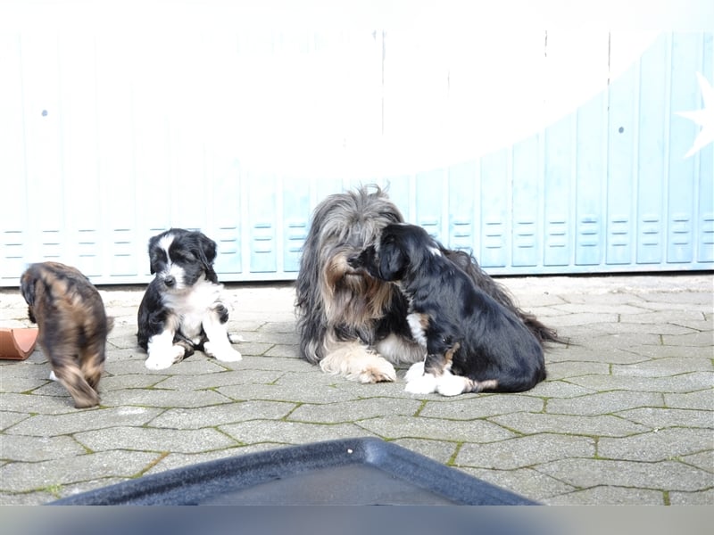 Tibet Terrier Welpen, VDH Papiere, zobel und tricolor