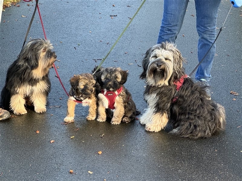 Tibet Terrier-Hündin, VDH, zobel, geb. 28.7.24