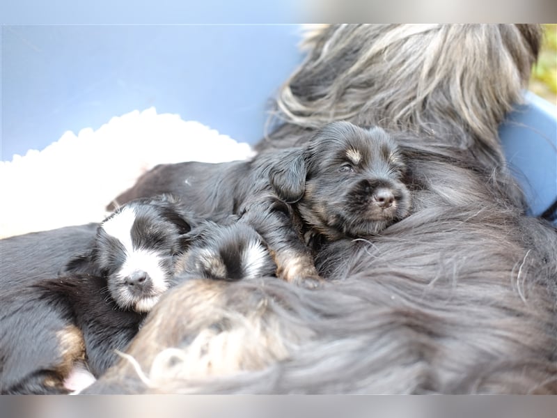 Tibet Terrier Welpen, VDH Papiere, zobel und tricolor