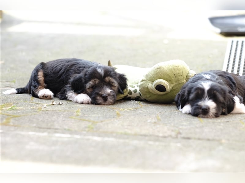 Tibet Terrier Welpen, VDH Papiere, zobel und tricolor