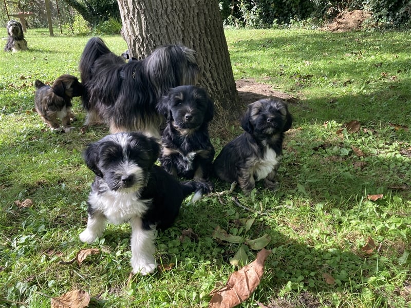 Tibet Terrier Welpen, VDH Papiere, zobel und tricolor