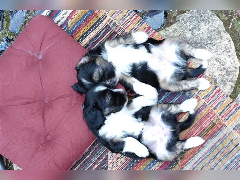 Tibet Terrier Welpen, VDH Papiere, zobel und tricolor