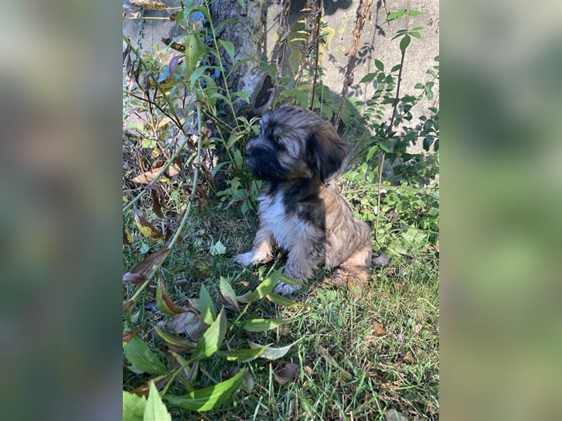 Tibet Terrier-Hündin, VDH, zobel, geb. 28.7.24