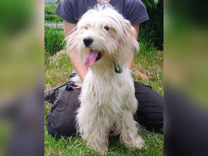 Athena 2, Tibet Terrier Mischling