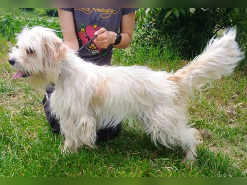 Athena 2, Tibet Terrier Mischling