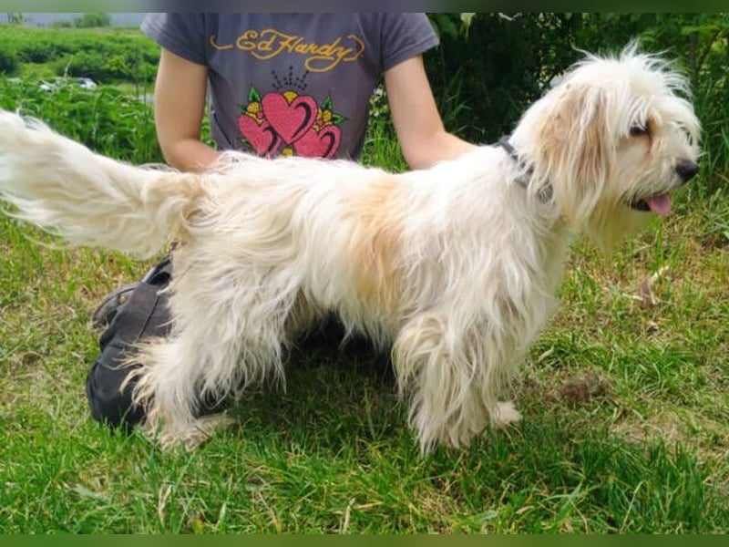 Athena 2, Tibet Terrier Mischling
