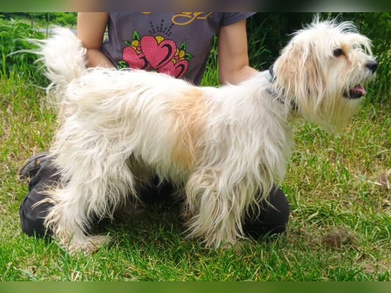 Athena 2, Tibet Terrier Mischling