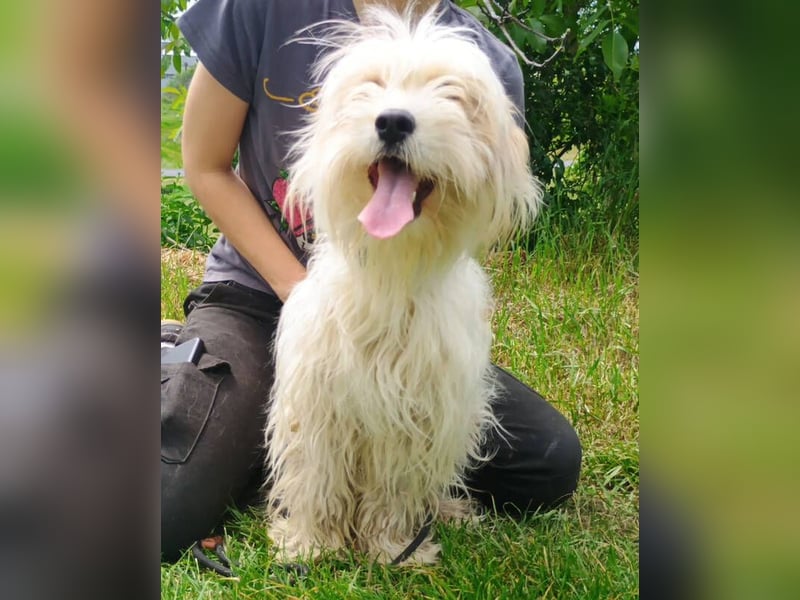 Athena 2, Tibet Terrier Mischling
