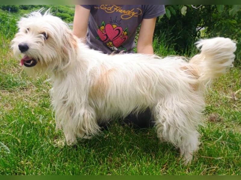 Athena 2, Tibet Terrier Mischling