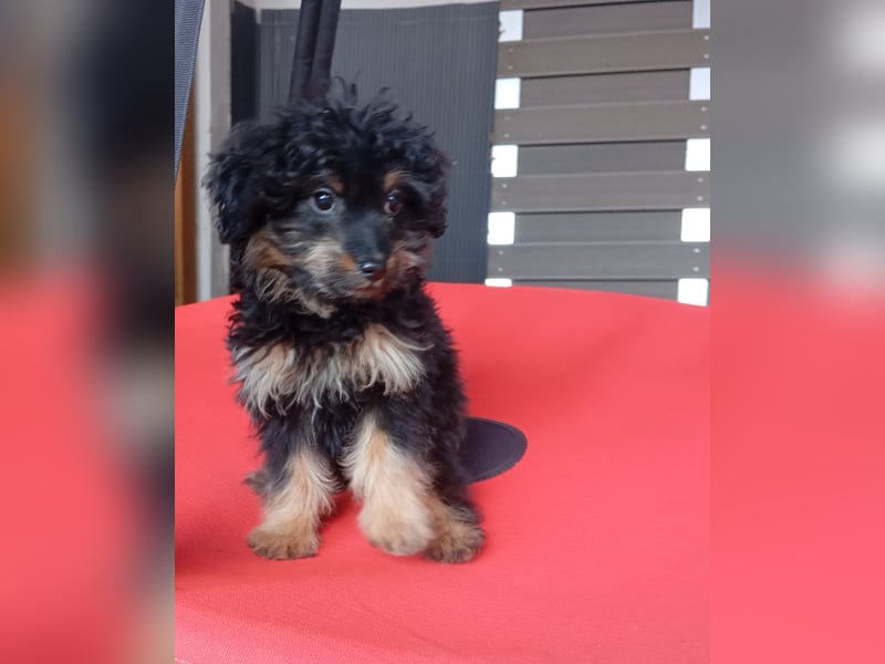 Weibchen Zwerpudel Doodle Tibipoo Tibet nichthaarend