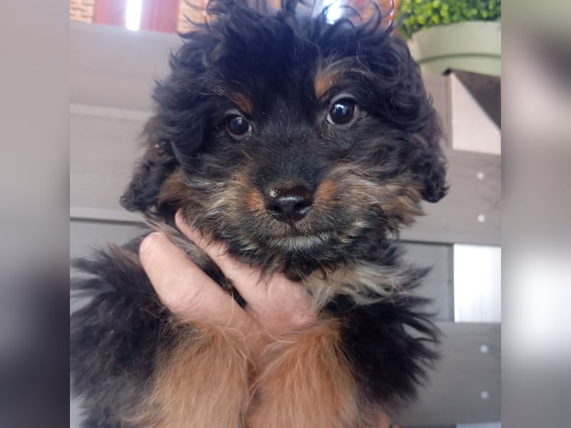 Weibchen Zwerpudel Doodle Tibipoo Tibet nichthaarend
