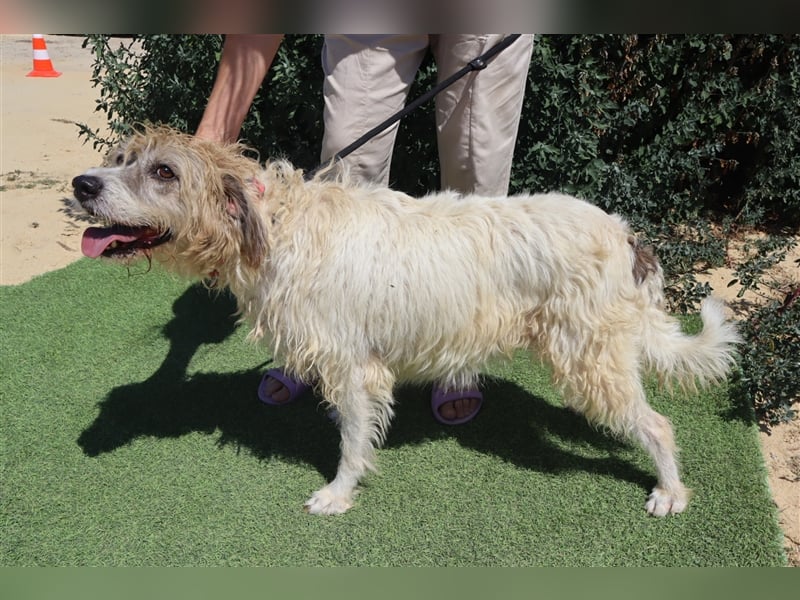 Goa, Mix Tibet Terrier / Wasserhund, lieb und verträglich