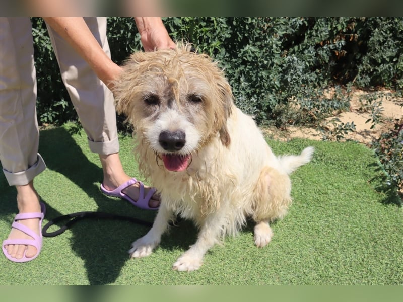 Goa, Mix Tibet Terrier / Wasserhund, lieb und verträglich