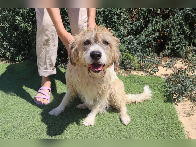 Goa, Mix Tibet Terrier / Wasserhund, lieb und verträglich