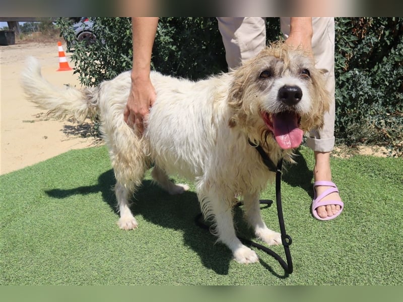 Goa, Mix Tibet Terrier / Wasserhund, lieb und verträglich