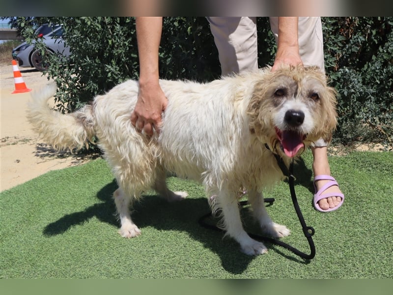 Goa, Mix Tibet Terrier / Wasserhund, lieb und verträglich