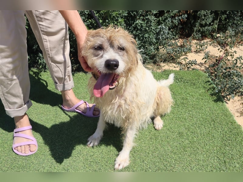 Goa, Mix Tibet Terrier / Wasserhund, lieb und verträglich
