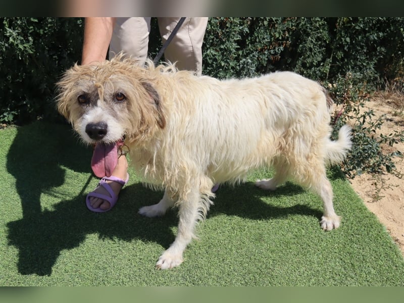 Goa, Mix Tibet Terrier / Wasserhund, lieb und verträglich