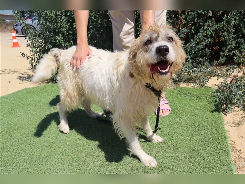 Goa, Mix Tibet Terrier / Wasserhund, lieb und verträglich