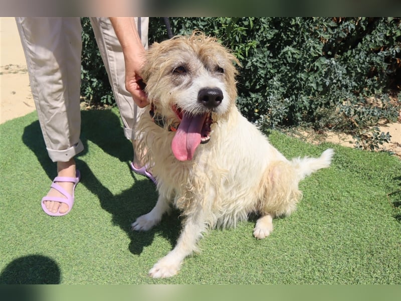 Goa, Mix Tibet Terrier / Wasserhund, lieb und verträglich