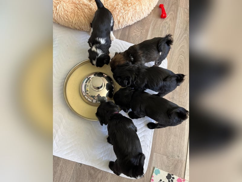 Liebreizende Tibet Terrier Welpen mit Ahnentafel aus privater Liebhaberzucht