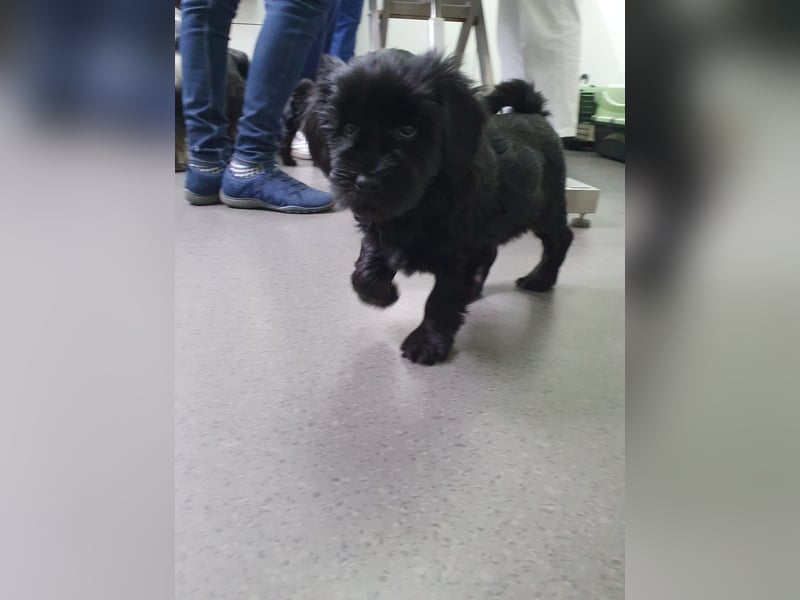 Liebreizende Tibet Terrier Welpen mit Ahnentafel aus privater Liebhaberzucht