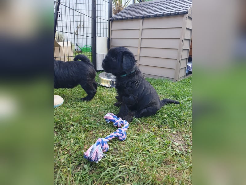Liebreizende Tibet Terrier Welpen mit Ahnentafel aus privater Liebhaberzucht