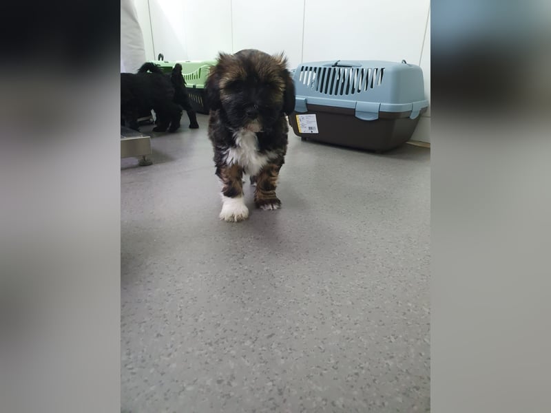 Liebreizende Tibet Terrier Welpen mit Ahnentafel aus privater Liebhaberzucht