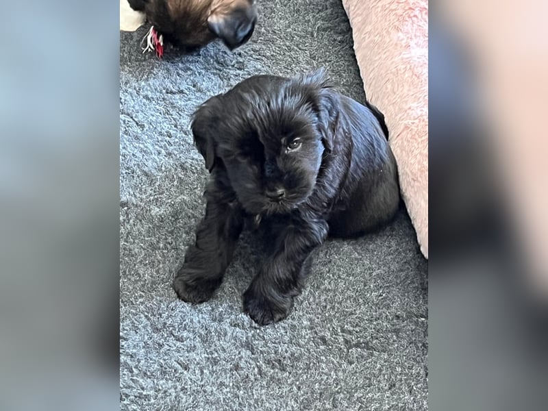 Liebreizende Tibet Terrier Welpen mit Ahnentafel aus privater Liebhaberzucht