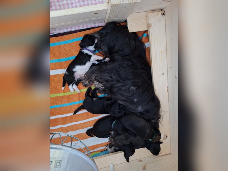 Liebreizende Tibet Terrier Welpen mit Ahnentafel aus privater Liebhaberzucht