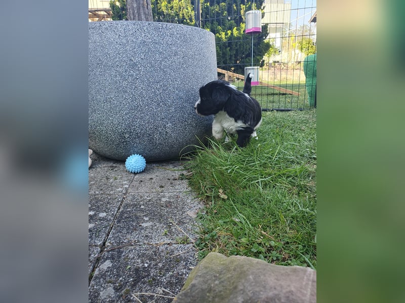 Liebreizende Tibet Terrier Welpen mit Ahnentafel aus privater Liebhaberzucht
