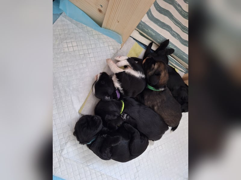 Liebreizende Tibet Terrier Welpen mit Ahnentafel aus privater Liebhaberzucht