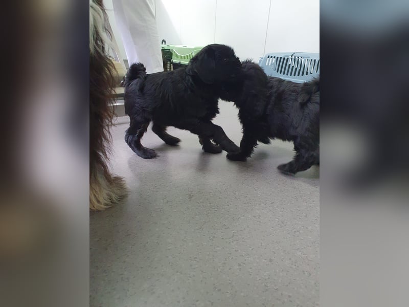 Liebreizende Tibet Terrier Welpen mit Ahnentafel aus privater Liebhaberzucht