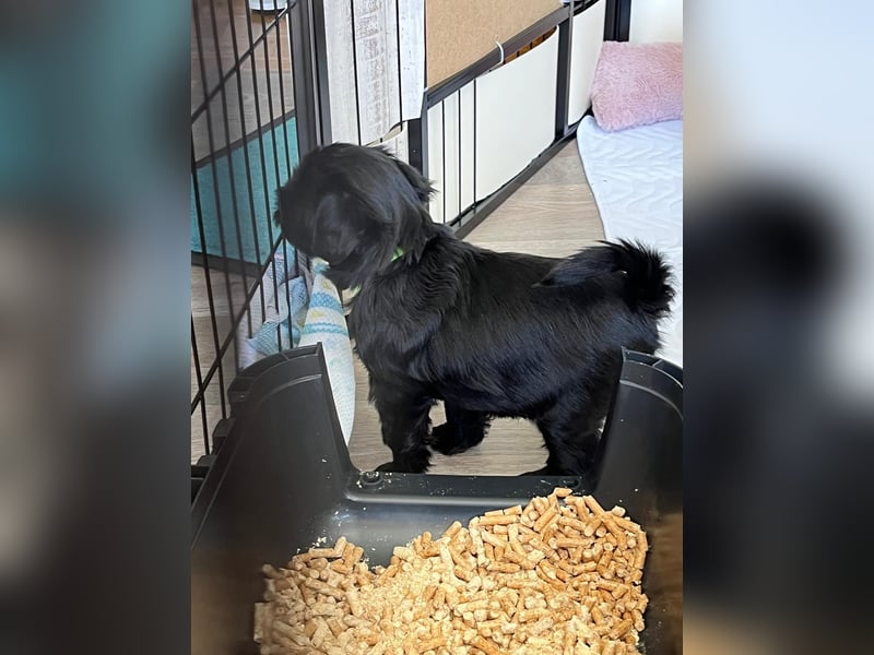 Liebreizende Tibet Terrier Welpen mit Ahnentafel aus privater Liebhaberzucht