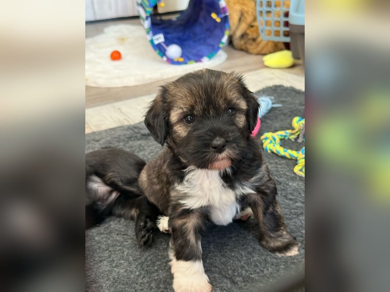 Liebreizende Tibet Terrier Welpen mit Ahnentafel aus privater Liebhaberzucht