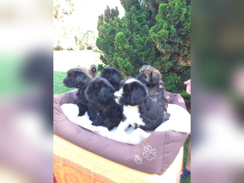Liebreizende Tibet Terrier Welpen mit Ahnentafel aus privater Liebhaberzucht