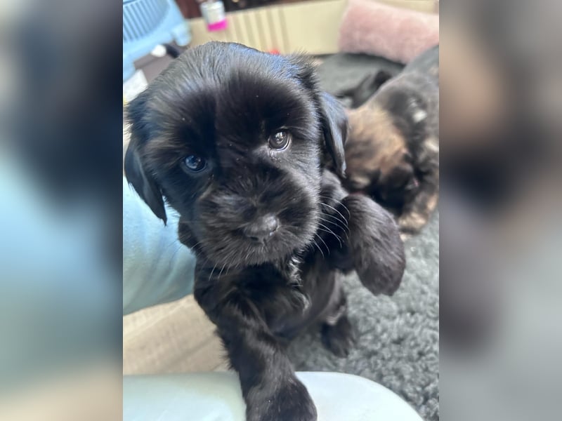 Liebreizende Tibet Terrier Welpen mit Ahnentafel aus privater Liebhaberzucht
