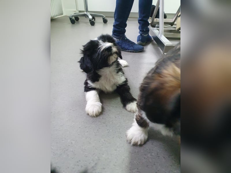 Liebreizende Tibet Terrier Welpen mit Ahnentafel aus privater Liebhaberzucht