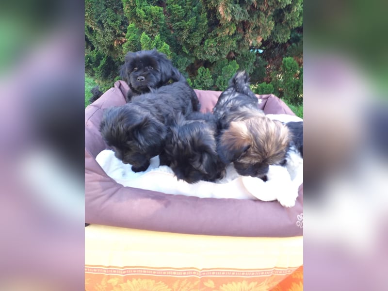 Liebreizende Tibet Terrier Welpen mit Ahnentafel aus privater Liebhaberzucht
