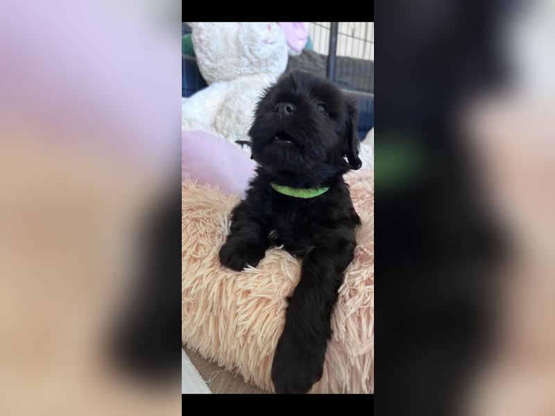 Liebreizende Tibet Terrier Welpen mit Ahnentafel aus privater Liebhaberzucht